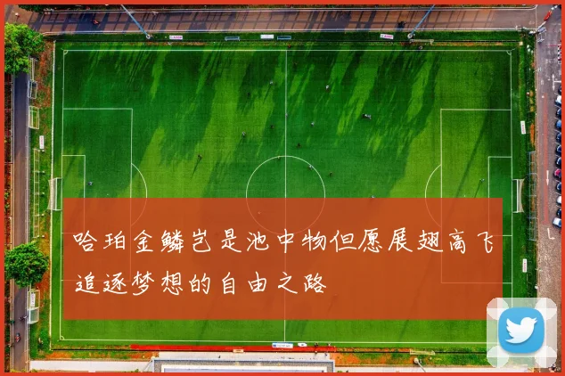 哈珀金鳞岂是池中物但愿展翅高飞追逐梦想的自由之路